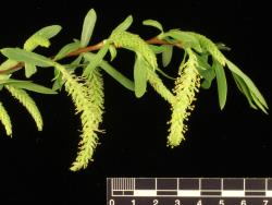 Salix matsudana × S. alba. Male catkins.
 Image: D. Glenny © Landcare Research 2020 CC BY 4.0